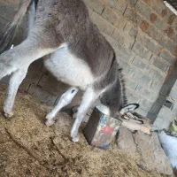 خر نر قیمت 8 ملیون الاغ گوسفندی چاق