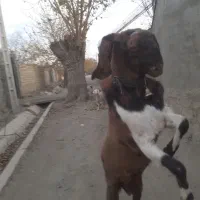 نر بز پاکستانی