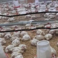 ابخوری دستی دانخوری دستی|لوازم جانبی حیوانات|قرچک, محمد آباد|دیوار