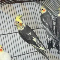 عروس هلندی نر و ماده|پرنده|زاهدان, |دیوار