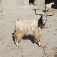 نر بز نژاد دوقلو زا|حیوانات مزرعه|قوچان, |دیوار