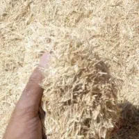 کاه گندم شلیف گرفته