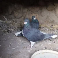 جفت خشرنگ یقه کیپ تمیز|پرنده|جوزار, |دیوار