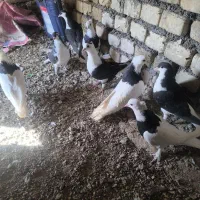 کفتر