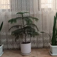 سه عدد گلدان