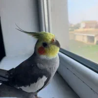 عروس هلندی|پرنده|اردبیل, |دیوار