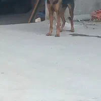 واگذاری  سگ ژرمن|سگ|اصفهان, ابر|دیوار