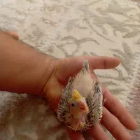 عروس هلندی جوجه