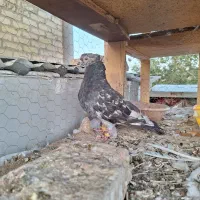 کبوتر سرور نر|پرنده|فولادشهر, A1|دیوار