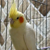 عروس جفت مولد