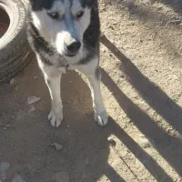 سگ هاسکی نر|سگ|بجنورد, |دیوار