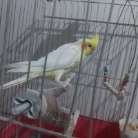 دو عدد عروس هلندی نر بالغ