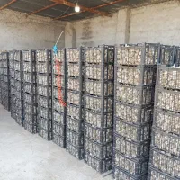 فروش سیر