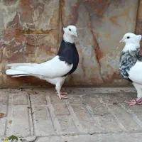 کبوتر طوقی کرمانشاهی