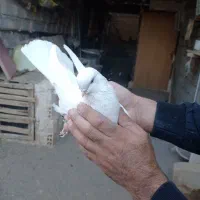 ۳تانرسفیدچشم ونوک سفید کشیده نوک ریز