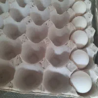 تخم مرغ لهستانی و پولند