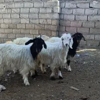 چپیش ماده برای نگهداری|حیوانات مزرعه|اردبیل, |دیوار