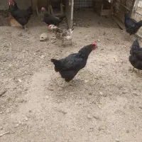 مرغ محلی تخم گذار