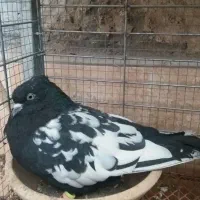 جفت سینه سیاه کلایی لخت پا