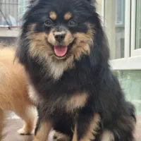 پامرانین ماده ۱ساله بلک انتن