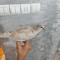 جوجه پرنده خانگی|پرنده|مشهد, هنرور|دیوار