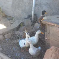 اردک محلی زیبا