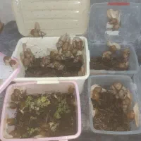 فروش فوری حلزون