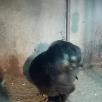 خروس کوشین بلک|حیوانات مزرعه|نوشهر, |دیوار