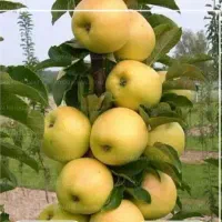 زمین باغی با بهترین موقعیت