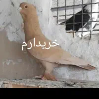 زرد کاکلی چاقچول|پرنده|قم, انسجام|دیوار