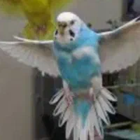 مرغ عشق پرنده دستی سخنگو|پرنده|رشت, شهرک شهید مفتح|دیوار