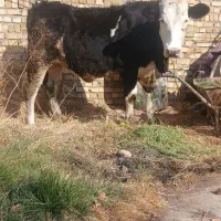 گوساله سیمنتال ماده|حیوانات مزرعه|سجاس رود, |دیوار