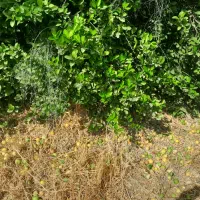 باغ مرکبات پل بریم، مله برفی