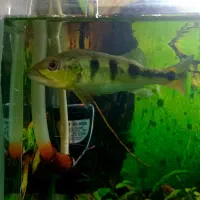 پولی و پیکاک و لجن خوار|ماهی|چناران, |دیوار