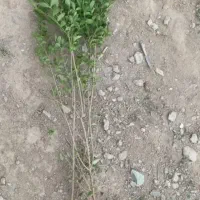 شمشاد و تروون|عمدهفروشی|چهارباغ, |دیوار