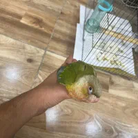 طوطی گرین چیک