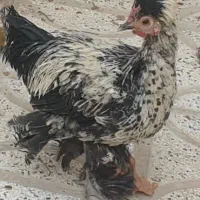 مرغ و خروس کاکل پرپا