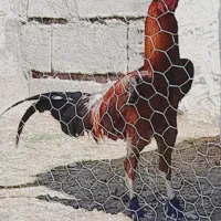 جوجه لاری