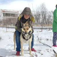 سگ ژرمن عالی برای نگهبانی|سگ|فیروزکوه, |دیوار