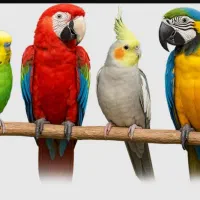 واگذاری پرنده