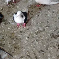 کبوتر قره پشت سینه ساده چپ شامی|پرنده|قوچان, |دیوار