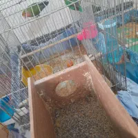 کوتوله برزیلی|پرنده|ابریشم, |دیوار