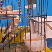 فروش یک جفت عروس با قفس و وسایل