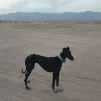 تازی گمشده|سگ|دلیجان, |دیوار