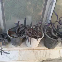 گل مختلف|گل و گیاه طبیعی|زنجان, |دیوار