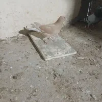 کفتر|پرنده|مشهد, چاهشک|دیوار