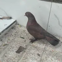 سه تا کبوتر سرخ نر