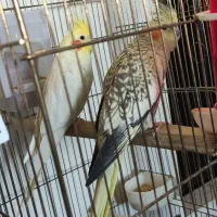 پرنده عروس هلندی