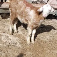 بزغاله ماده سانن سالم نژاددوقلوزا|حیوانات مزرعه|مشهد, همت آباد|دیوار