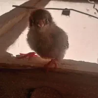 تعدادی جوجه مرغ گلپایگان  جوجه اردک جوجه رنگی